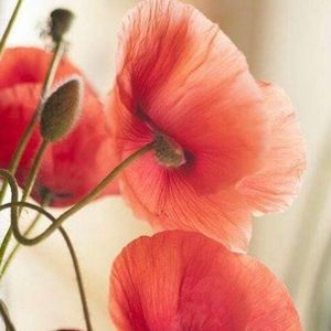 Meet your Posher, Irina